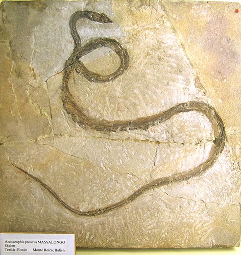 義大利蒙特伯卡（Bolca）所展示的初蛇化石(引用自維基百科)