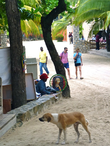 Puppy in Haiti
