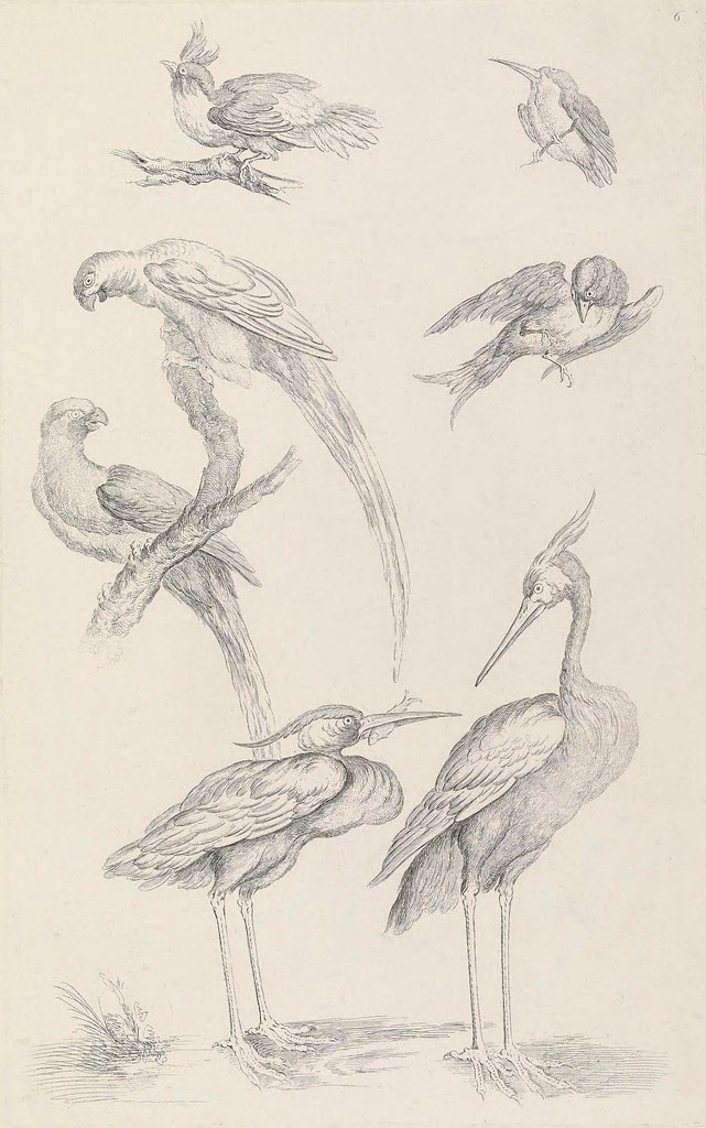 book illustration of Chinese birds 18th century