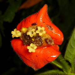 Rubiaceae of Ecuador