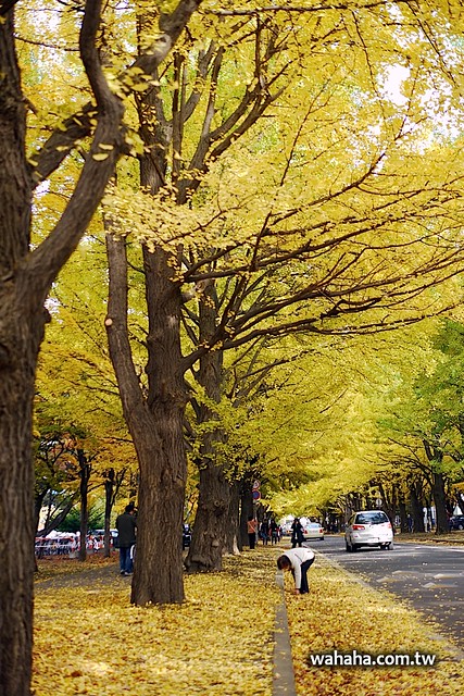 北海道大學イチョウ並木