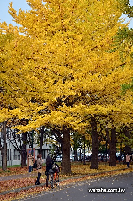北海道大學イチョウ並木