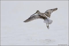 Sandpiper (Long-billed Dowitcher)