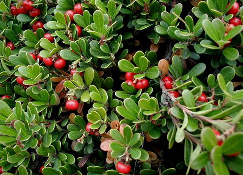Kinnickinick is an evergreen, woody, groundcover shrub that is spectacular in fall when the berries ripen to a brilliant red. Photo copyright by Sten Porse.