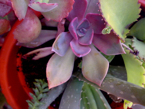 graptoveria Fred Ives by ilenuca