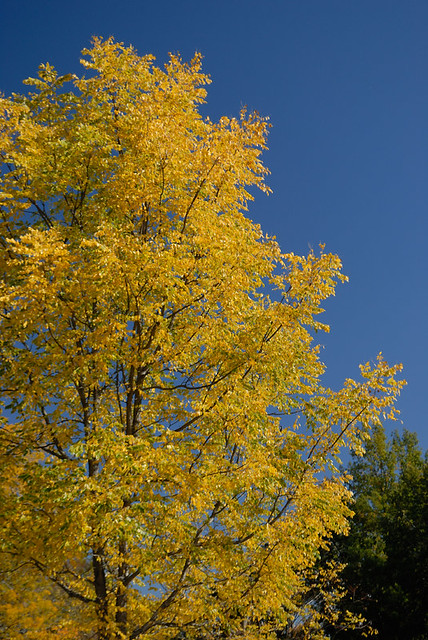 Shaw Nature Reserve (the Arboretum), in Gray Summit, Missouri, USA - autumn tree in yellow