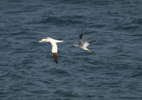 The Long Distant Gannets by julian sawyer - Purbeck Footprints