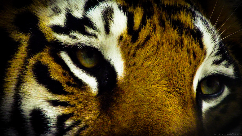 Eyes of tiger tan tan tan taaann ( CANCION DE ROKY XD)