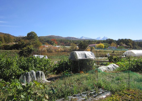 畑と冠雪した八ヶ岳　2012年10月24日10:47 by Poran111