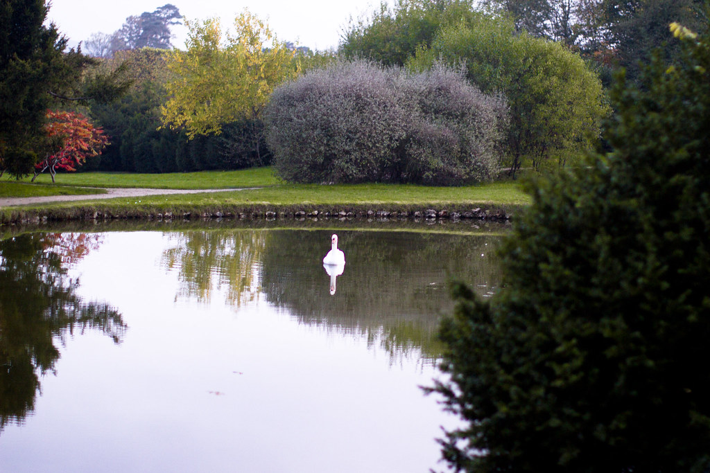 a swan on a lake at Versailles 1