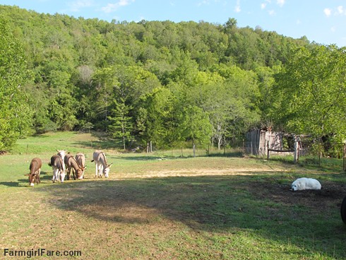 Daisy on donkey guard dog duty (3) - FarmgirlFare.com