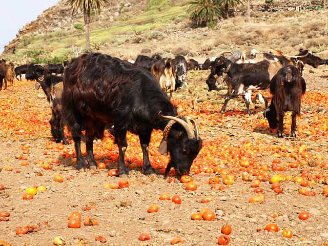 Goats and Tomatoes, Tenerife