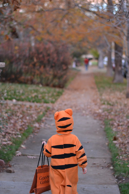 Trick or treat, little tiger!