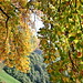 Burcina Foliage 2012 19