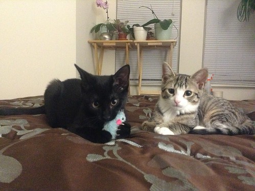 Companion Kittens