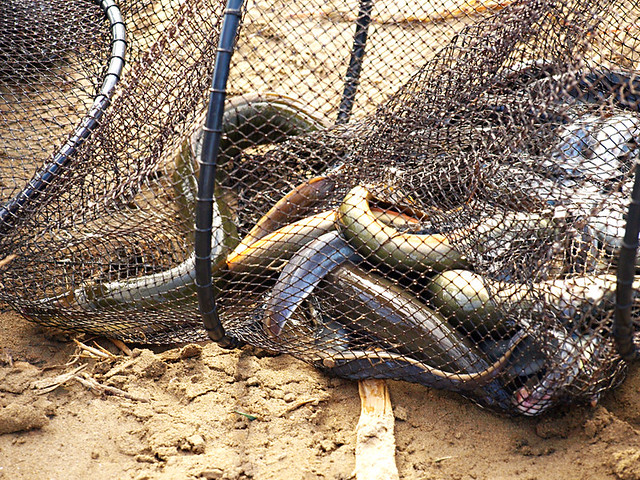eels from the Delta del Ebro, Catalonia