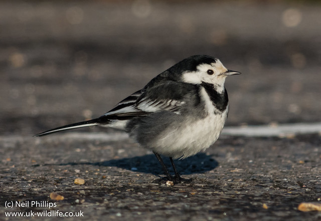 pied wagtail on pentax q