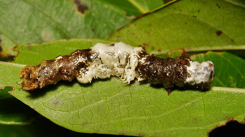 Grotesquely Elaborate Moth Caterpillar, possibly Hooktip Moth (Drepanidae)