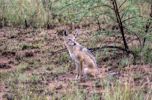 A Fox we spotted on early morning wildlife Game Drive at the Pilanesberg National Park