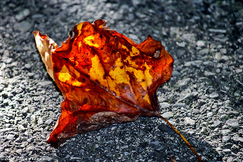All burnt out, maple leaf in afternoon by Genny164