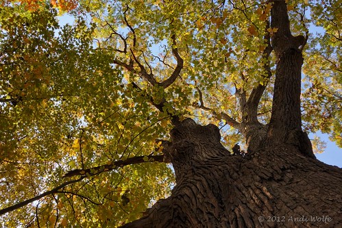 Autumn canopy by andiwolfe