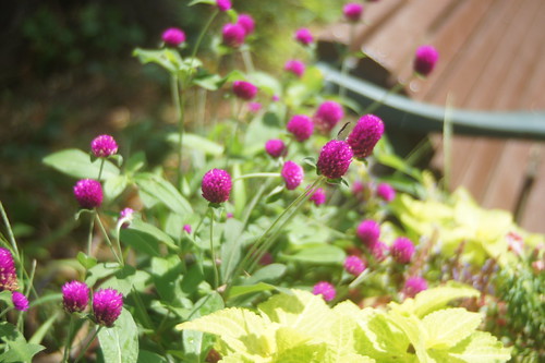 ベンチの横の花　Angenieux 35mm F2.5