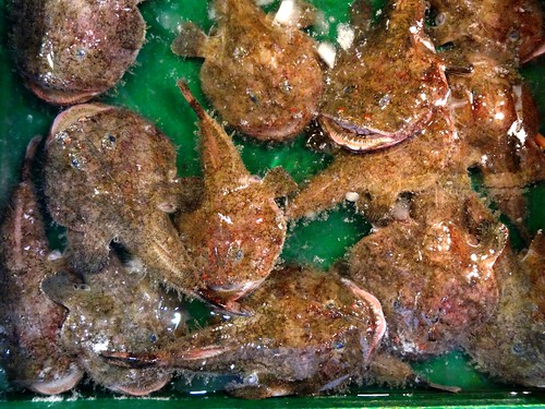 鮟鱇魚味美肉鮮，但底拖網式的漁法嚴重破壞海底生態環境，為了捕捉目標魚種，往往得讓許多海底生物陪葬。