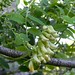 Arvejilla (Vicia magnifolia)