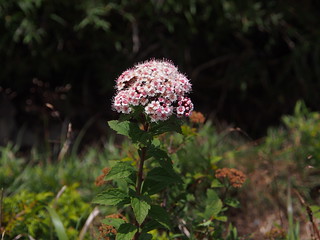 玉山繡線菊