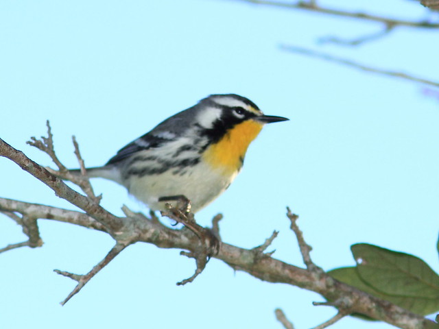 Yellow-throated Warbler 20121022