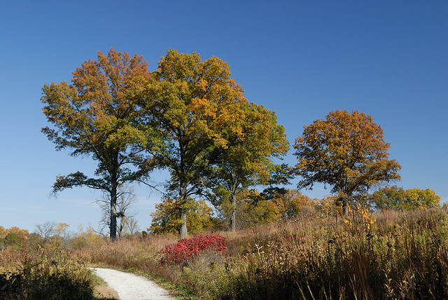 Shaw Nature Reserve (the Arboretum), in Gray Summit, Missouri, USA - large trees