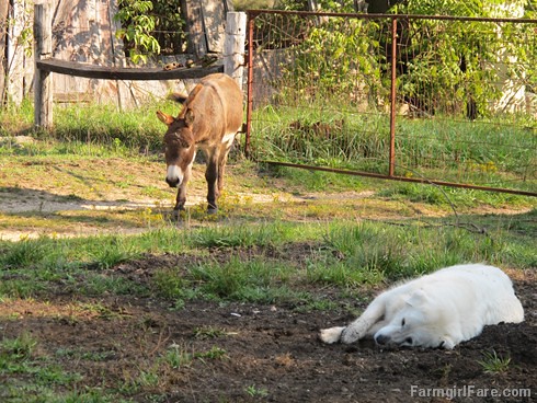 Daisy on donkey guard dog duty (12) - FarmgirlFare.com