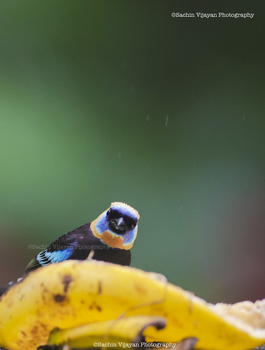 Golden-hooded Tanager by sachinvijayan
