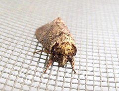 Moth (F)