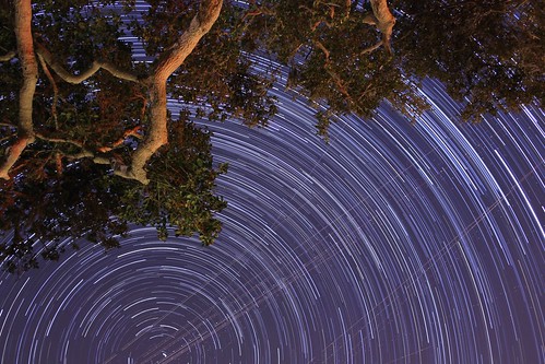 Starry Starry Oak