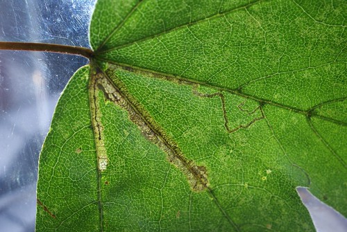 Stigmella aceris leaf mine on Acer campestre
