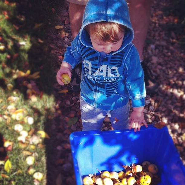 Mini Dude helping Dad pick up apples. Heaven forbid the kid makes eye contact when I have a camera. #photographerskids #latergram