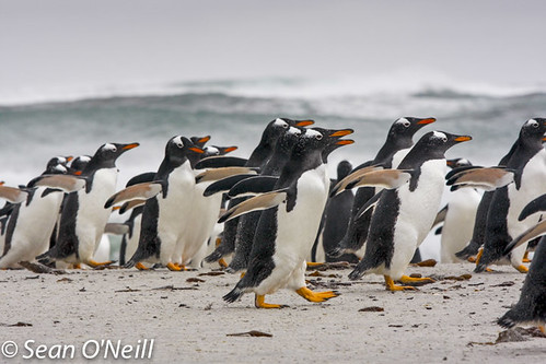 gentoo penguins sea lion island-6 by Sean1535