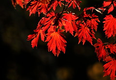 Fall Colors @ BBG 2012-10-20