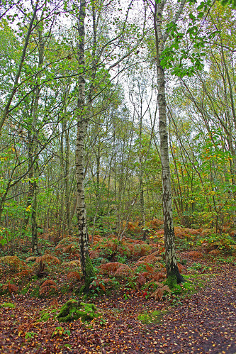 Blean Woods Kent by Kinzler Pegwell