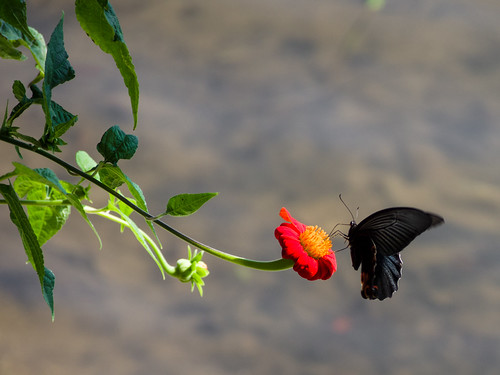 Butterfly in Nepal