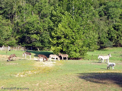 Daisy on donkey guard dog duty (1) - FarmgirlFare.com