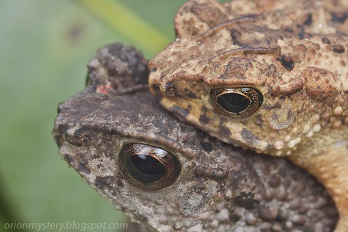 mating pair of toads IMG_1628 copy