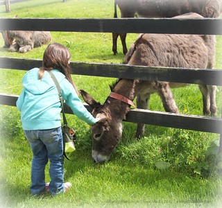 Visiting the Donkey Sanctuary in Ballyhoura