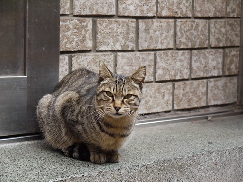猫‘豊島区