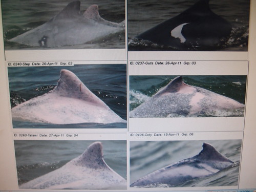 白海豚的地域性強，外表性徵具區域性，如圖，同一群白海豚身上有不同的色塊模式