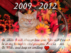 Tribute for Di Milo, my Smiling Kitty