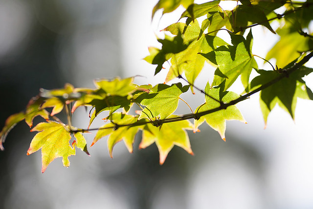 Japanese Maple (Acer palmatum cv. Utsusemi)