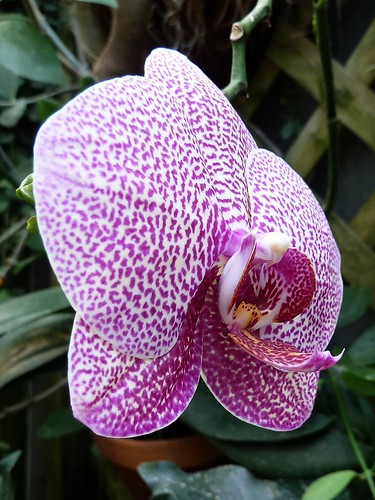 Chicago, Lincoln Park Conservatory, Magenta Orchid