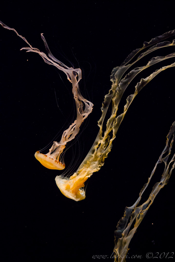 Jellyfish #1, Monterey Bay Aquarium, 2013